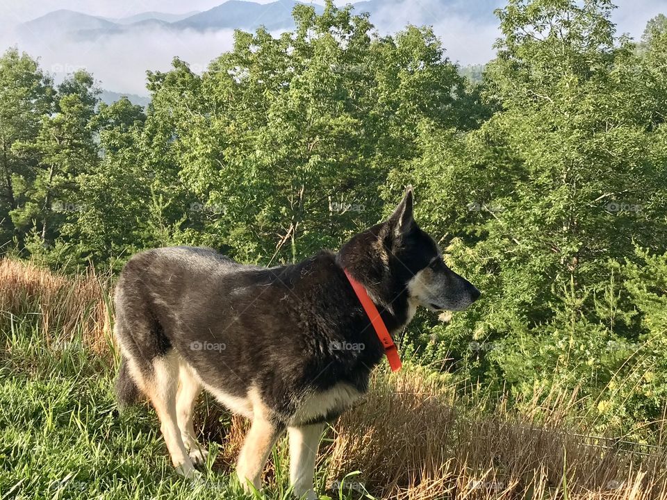 Husky/shepherd looking over the mountain 