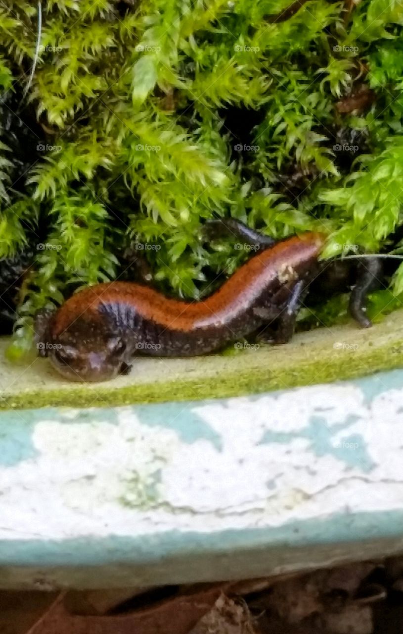Salamander Slouch