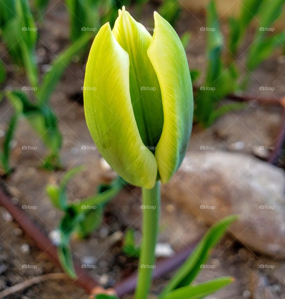 blooming tulip