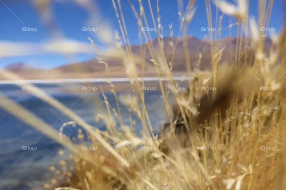 Wheat