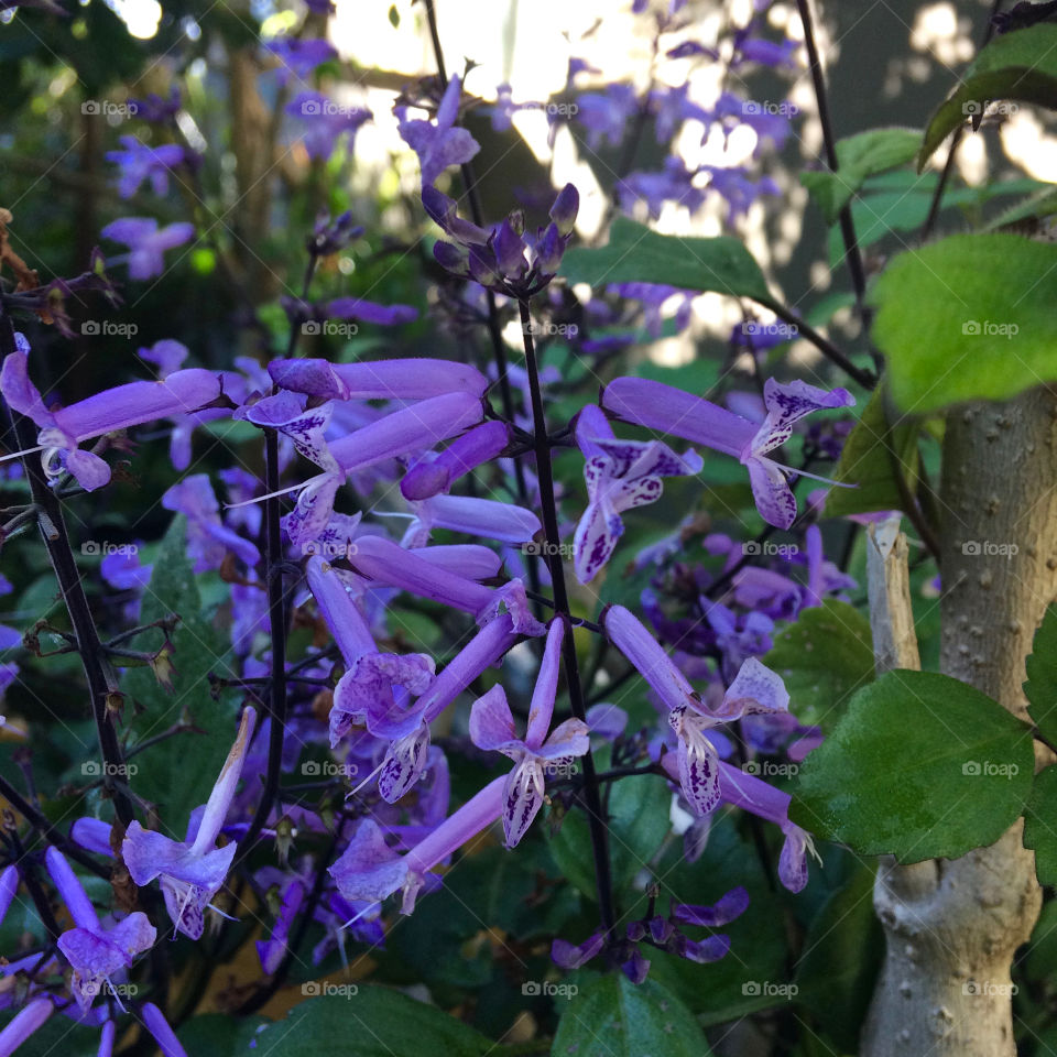 Deep purple trumpet flowers