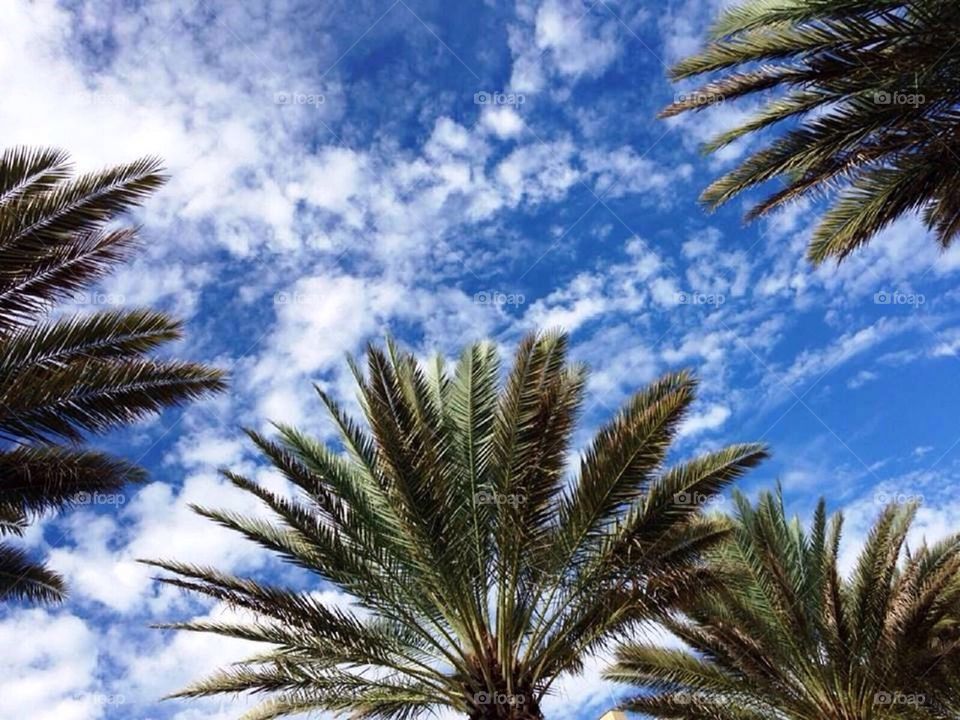 Looking up at Palmtrees