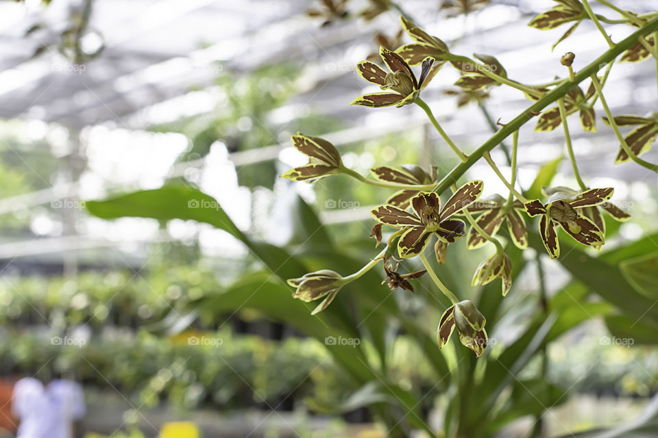 Beautiful Brown Gramato Orchid and patterned spots Background blurred leaves in the garden.