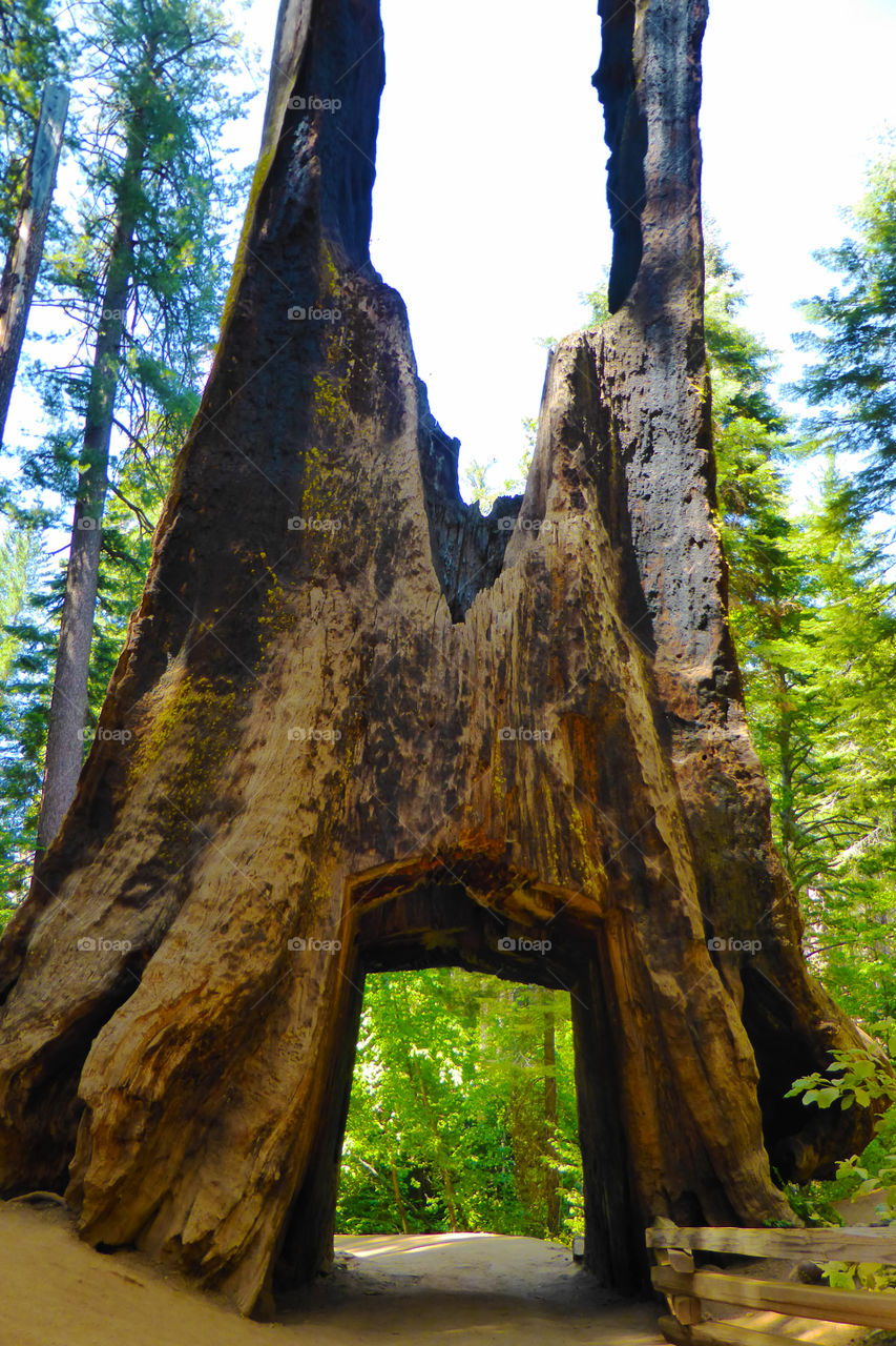 A big sequoia in an amazing forest