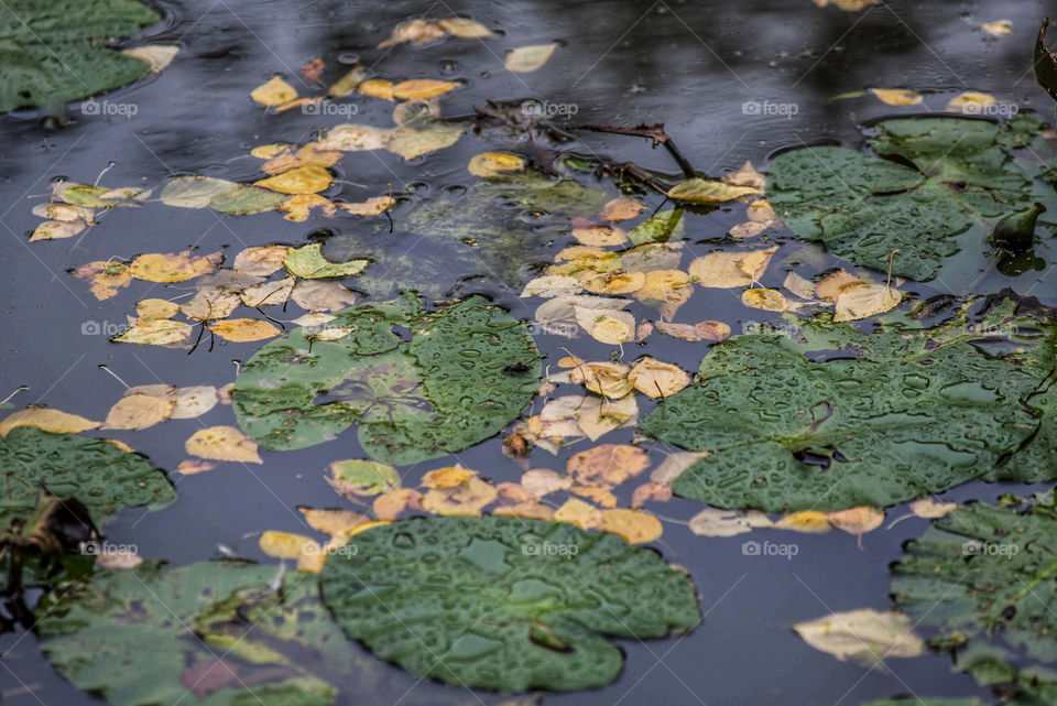 Signs of fall 