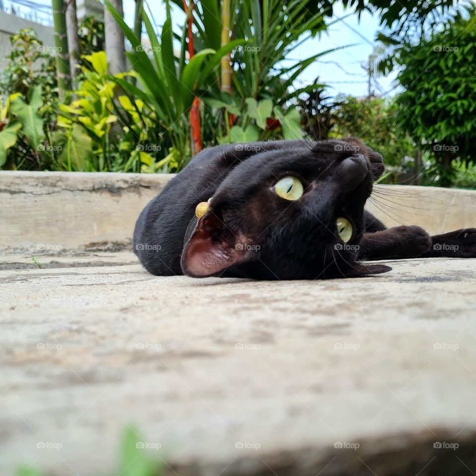 The Sharp Eyes - Black Cat