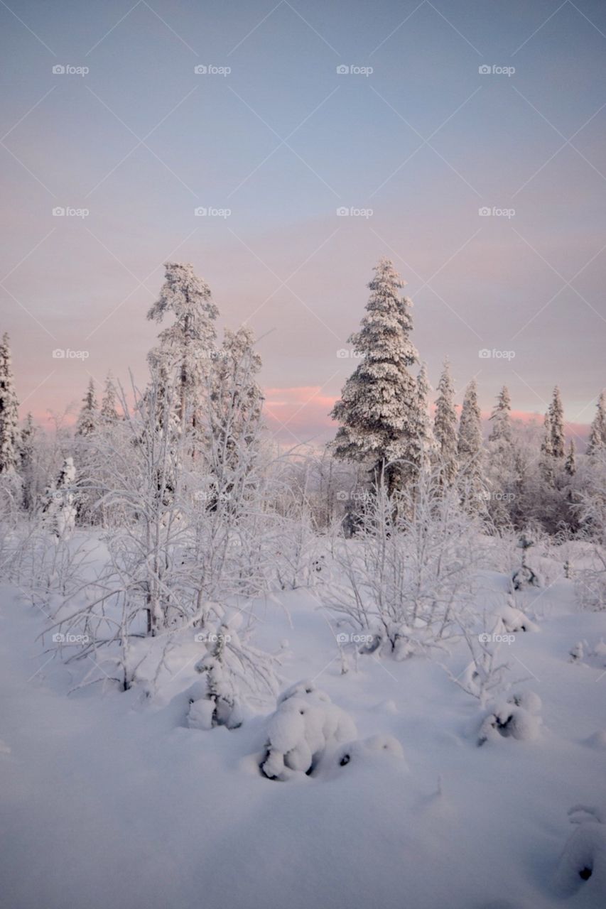 Lapland Wonderland 