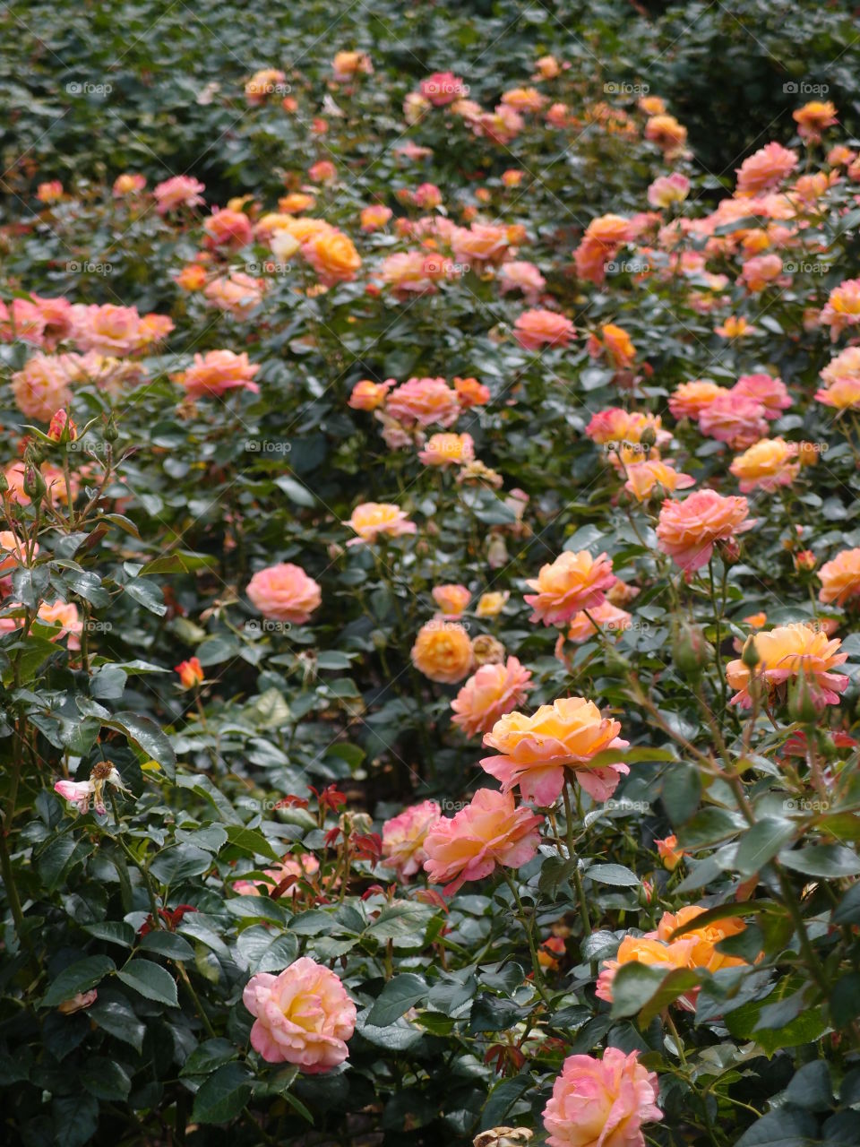 A beautiful rose garden full of multitudes of pink and yellow roses