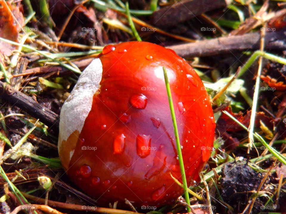 Kastanie mit Regentropfen