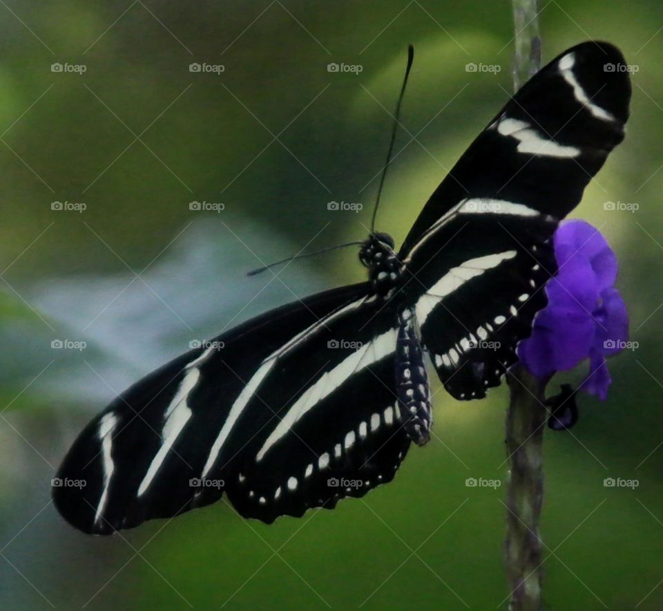 Zebra Longwing Butterfly in Garden