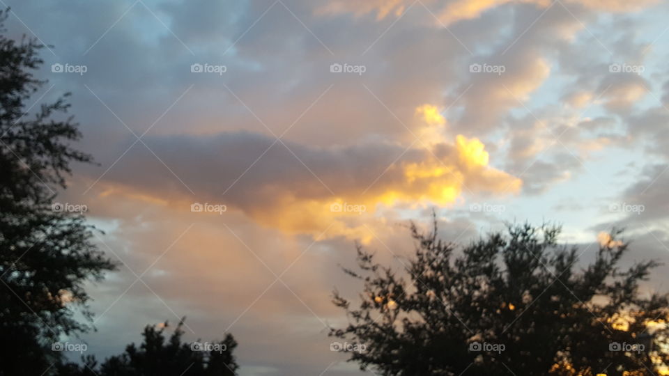 Close-up of tree against cloudy sky