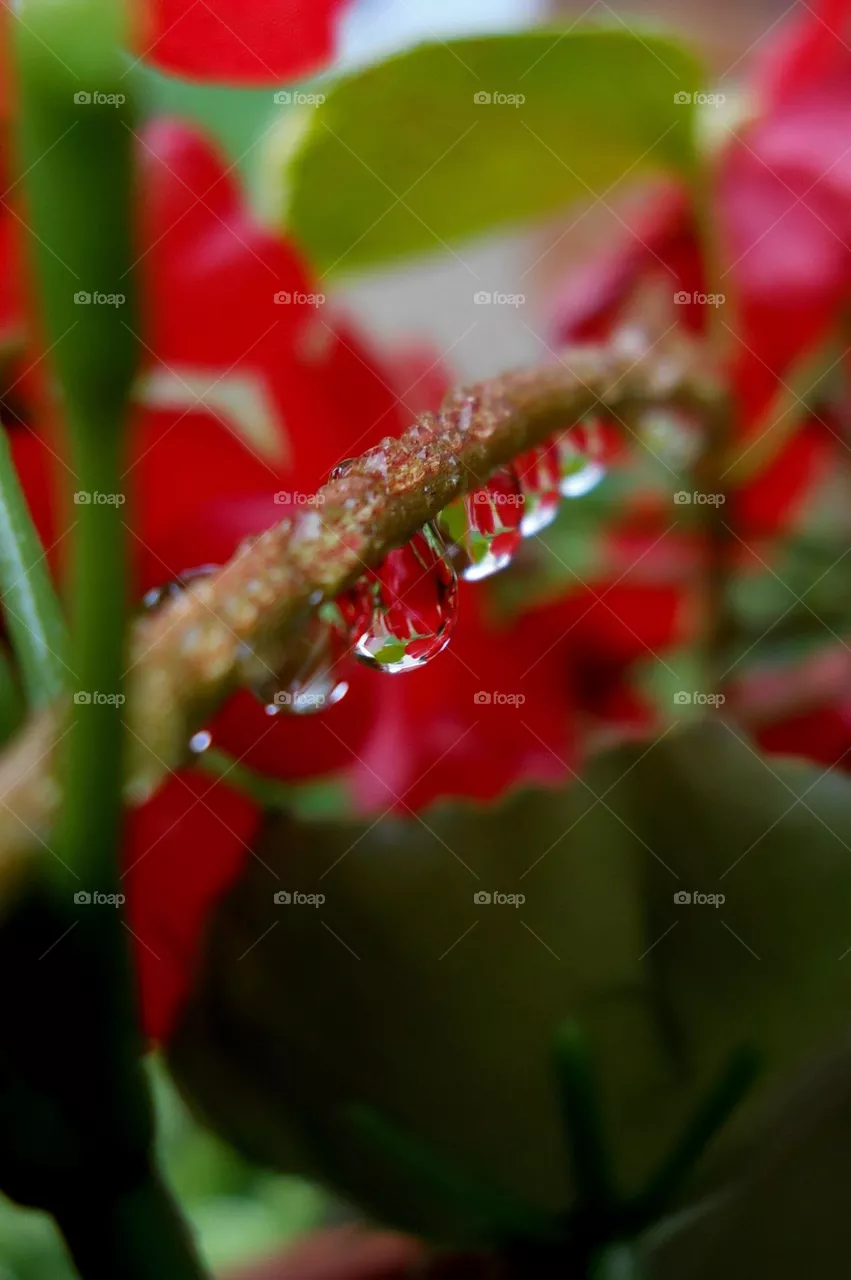 Fresh Rain 