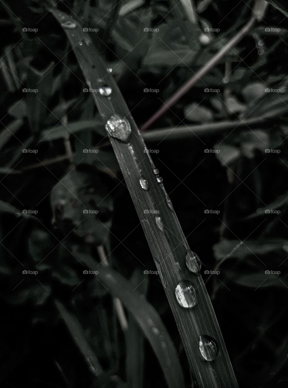 Drops of dew in the morning