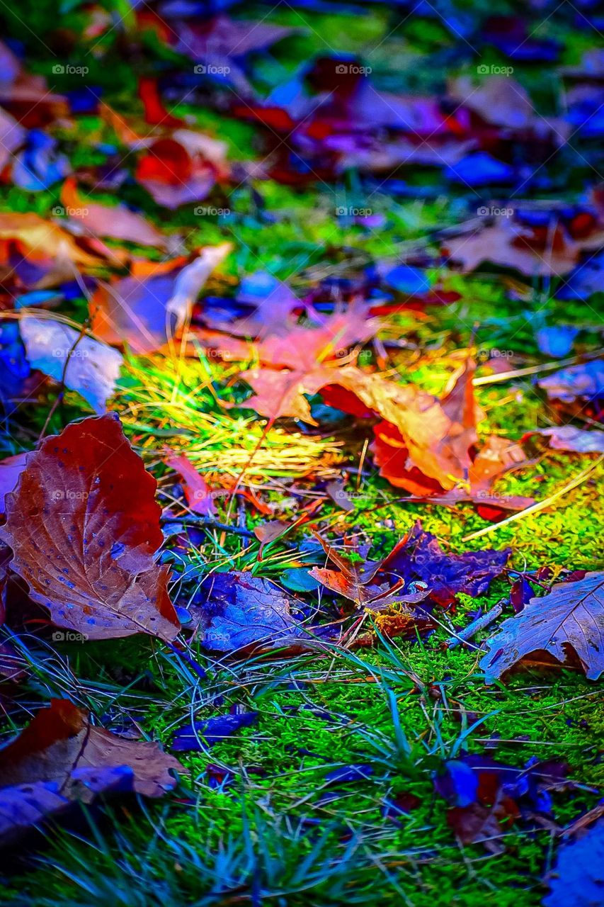 How beautiful the leaves grow old. How full of light and colors are their last days.