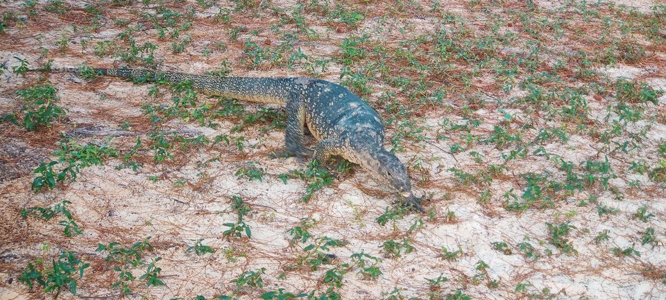 Sudden Captured of monster Lizard 🦎 mini Komodo dragon freaked us with his gigantic Steps to ahead to seaside .