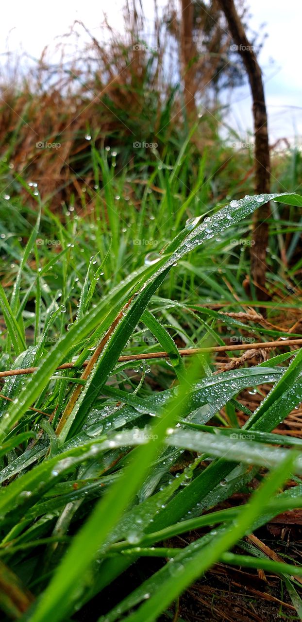 Raindrops on the grass