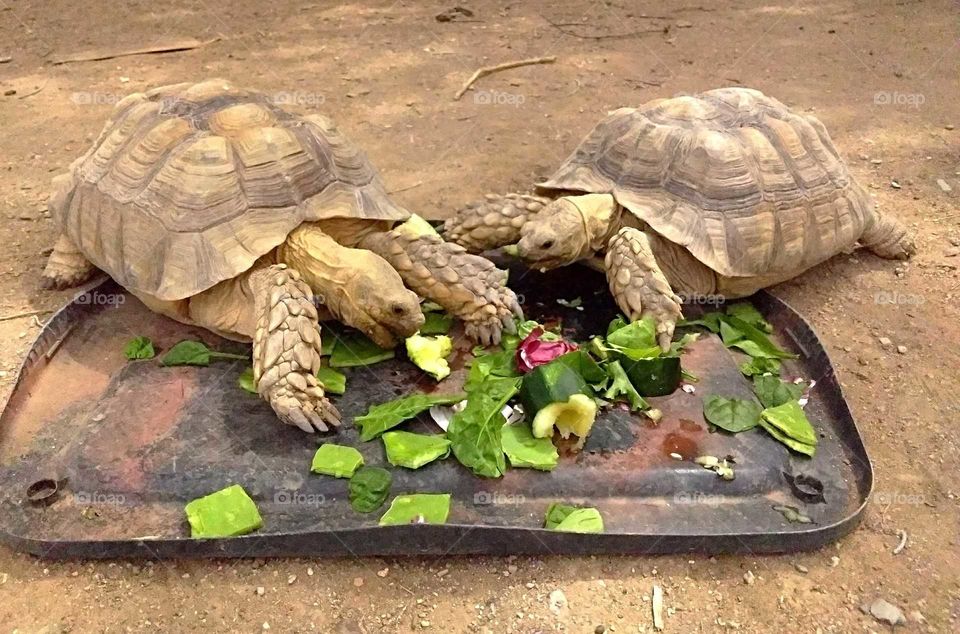 Aya and Takoda having brunch