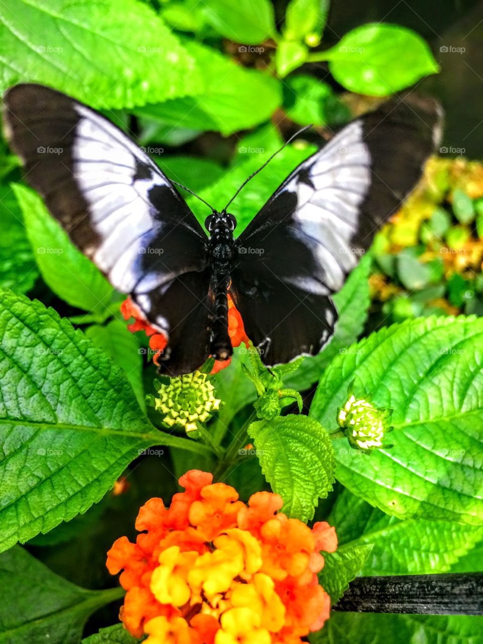 High angle view of butterfly on leaf