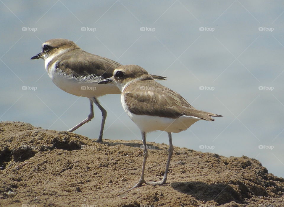 Kentish plover. Two individue pleased for walking on, running out to feed for something interestat the ground. Minutes stop, continue again to the side of ponds. Category one of shorebird for camufladged with the colour of ground.