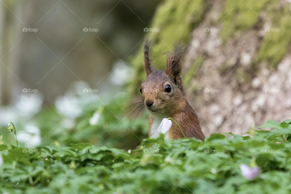 Happy squirrel in the middle of a field of white wood anemone flowers in the forest at spring 