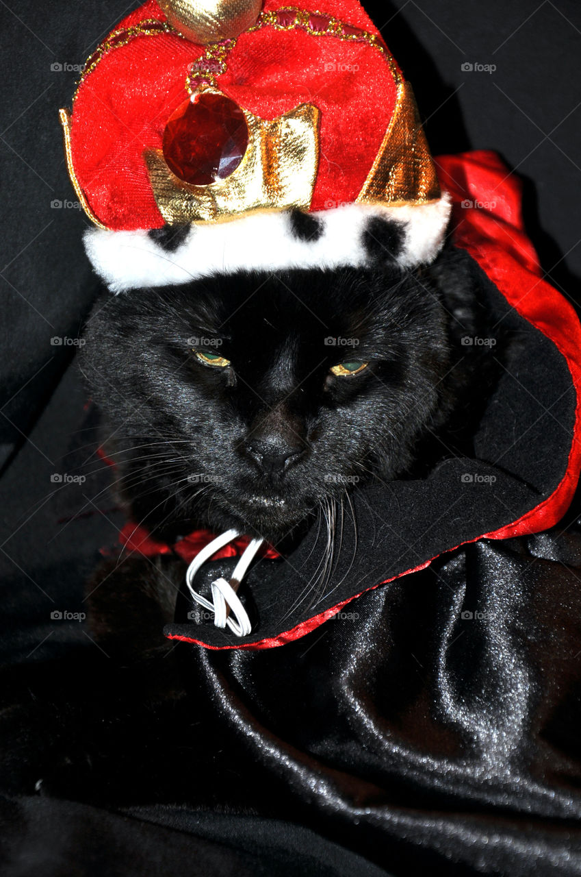 Black cat in king costume