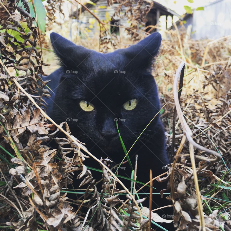 Kitty in the woods 🐾🐾
