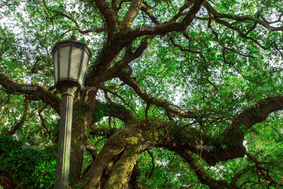 A beacon that lights the trees 