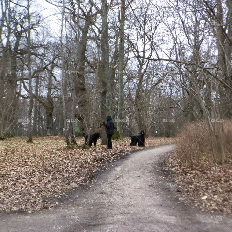 Dogs on walk 