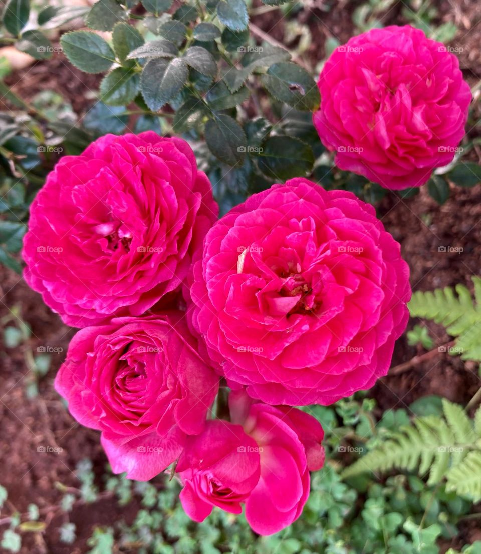 🌹 🇺🇸 Very beautiful flowers to brighten our day.  Live nature and its beauty. Did you like the delicate petals? / 🇧🇷 Flores muito bonitas para alegrar nosso dia. Viva a natureza e sua beleza. Gostaram das pétalas delicadas? 