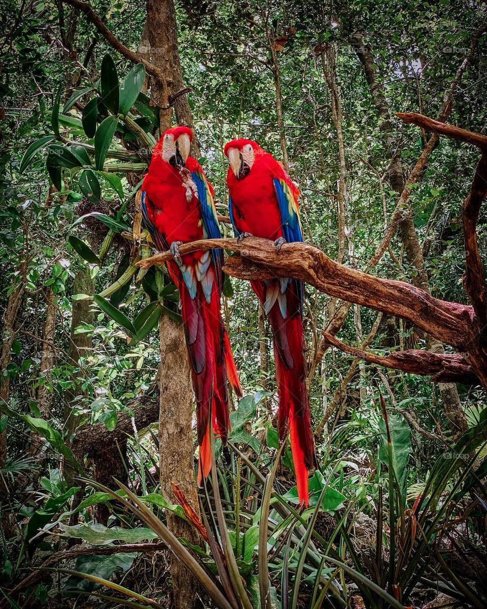 Macaw