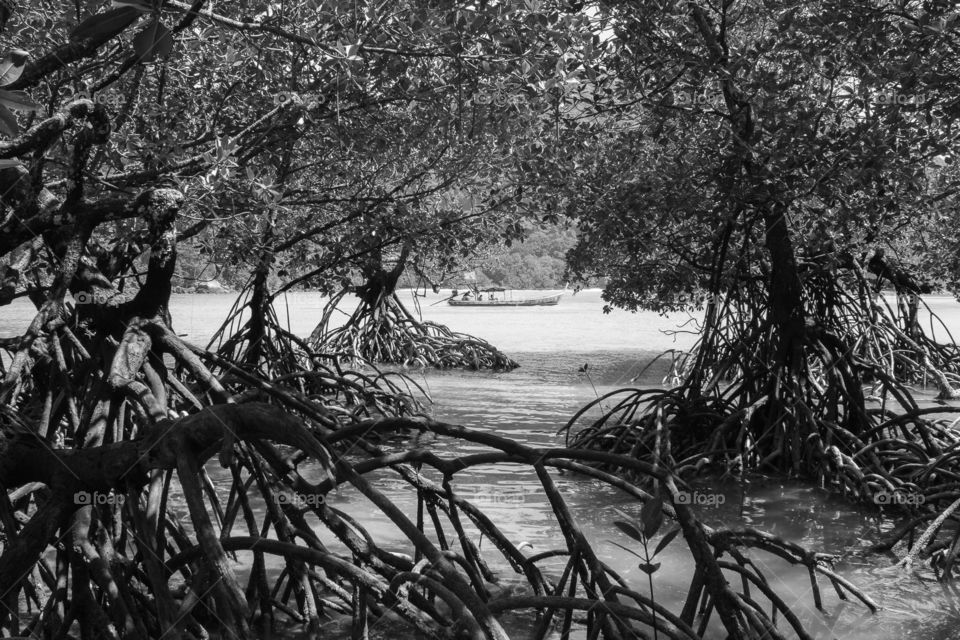 Fishing boat through mangrove trees