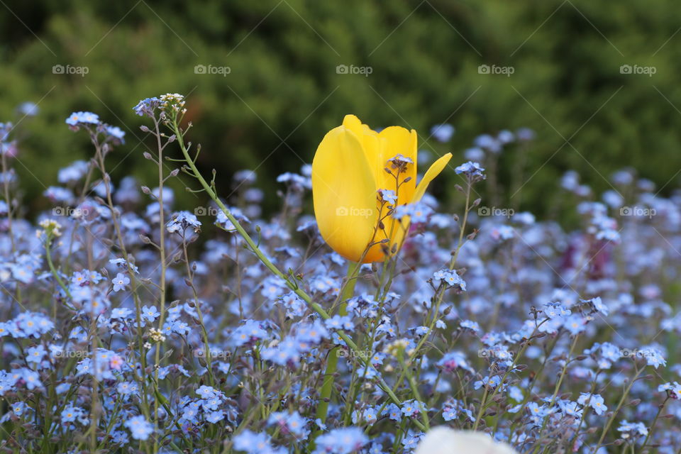 Flower close up 