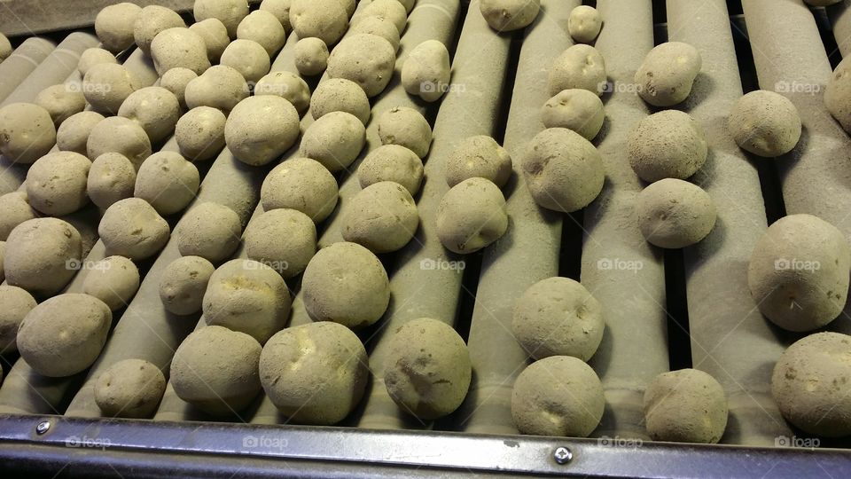 Potato farming isn't for everyone!