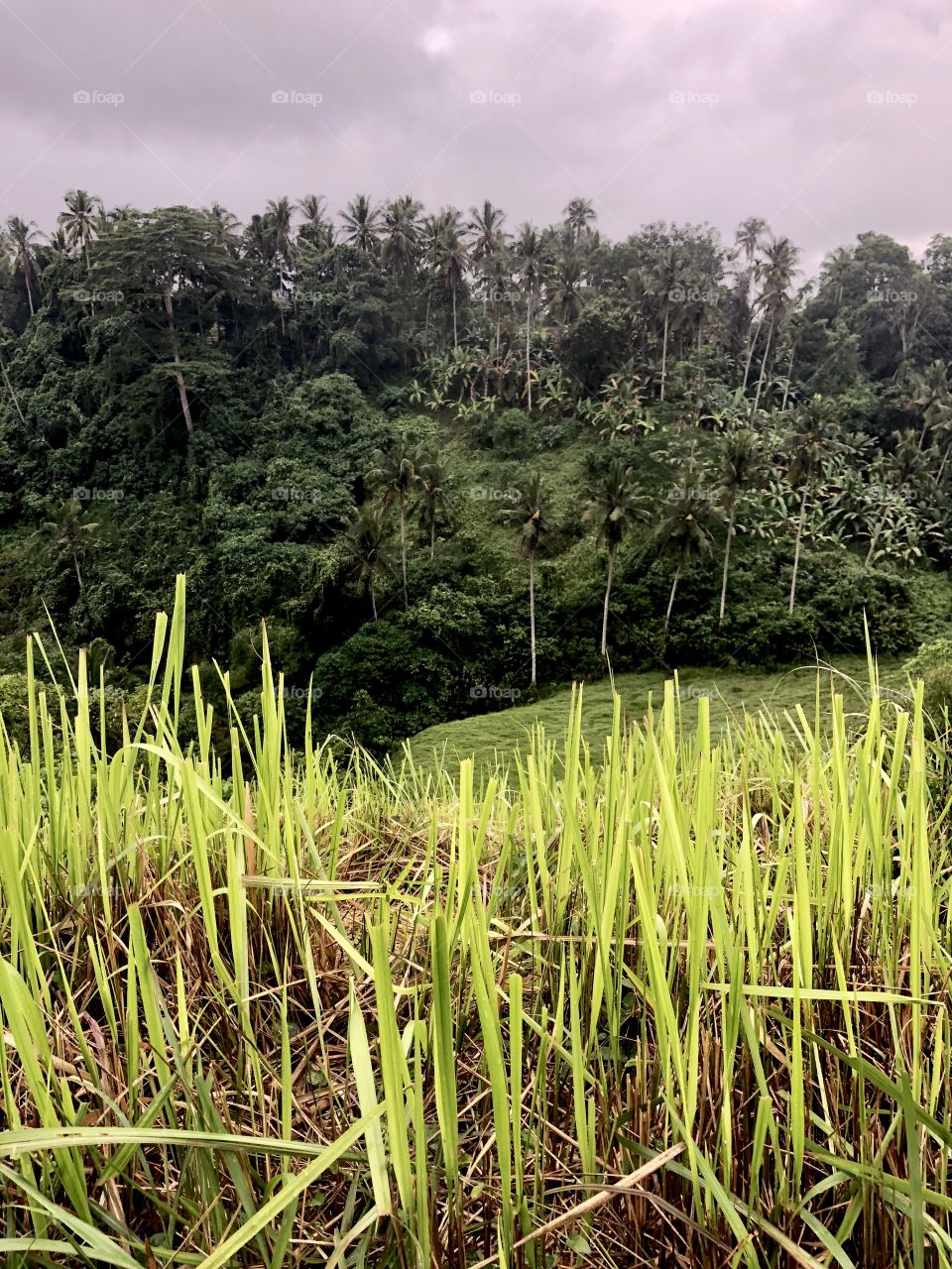 Campuhan Ridge portrait. Trees in background, grass in foreground. Rainy day. Ubud, Bali. 2018.