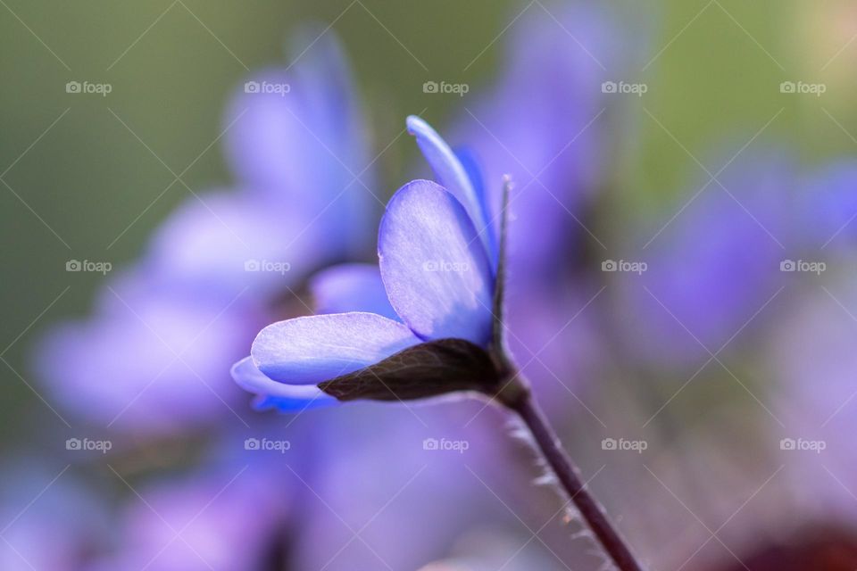 Hepaticas - one of the most beautiful wild flowers of early spring