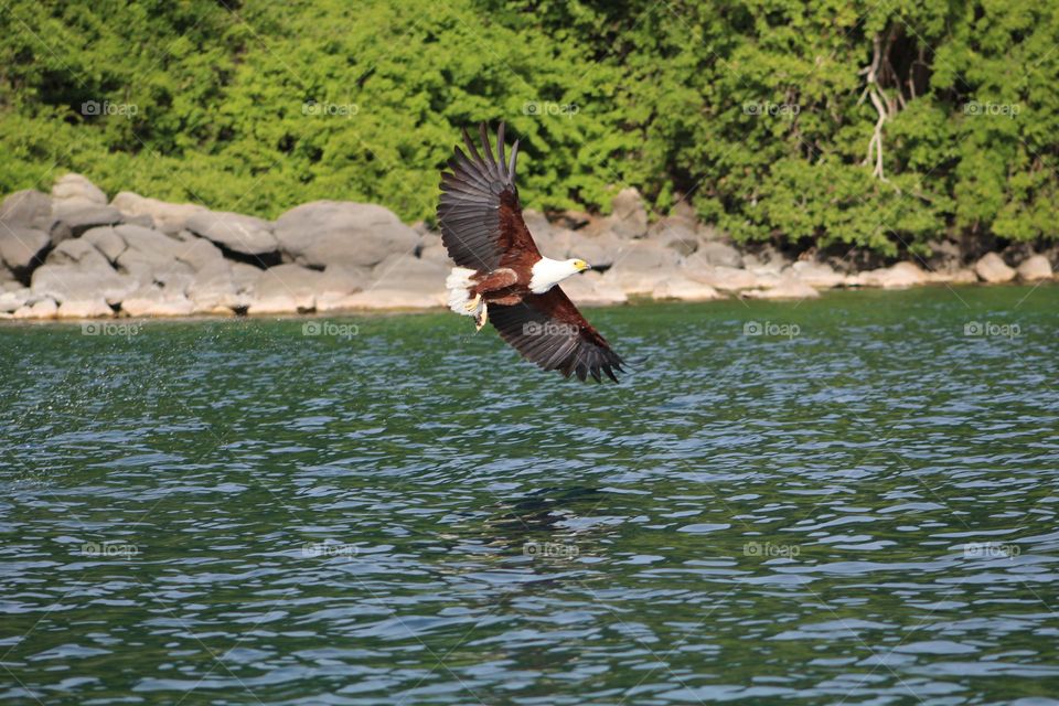 An African Fish Eagle captured mid-flight over the serene waters of Lake Malawi, with its wings gracefully spread and sharp eyes focused