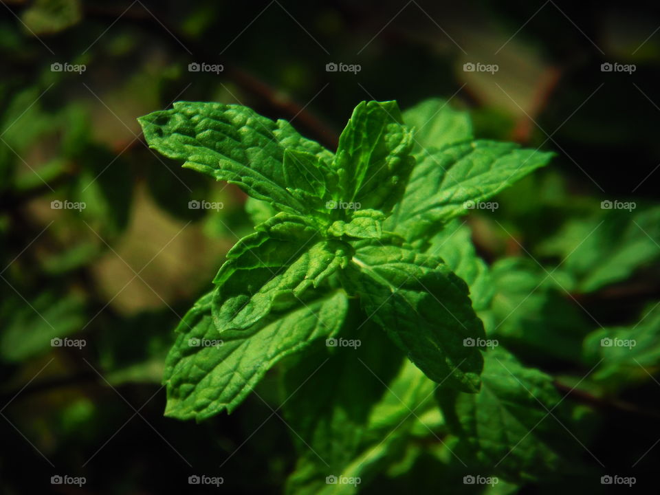 Peppermint leaf shot