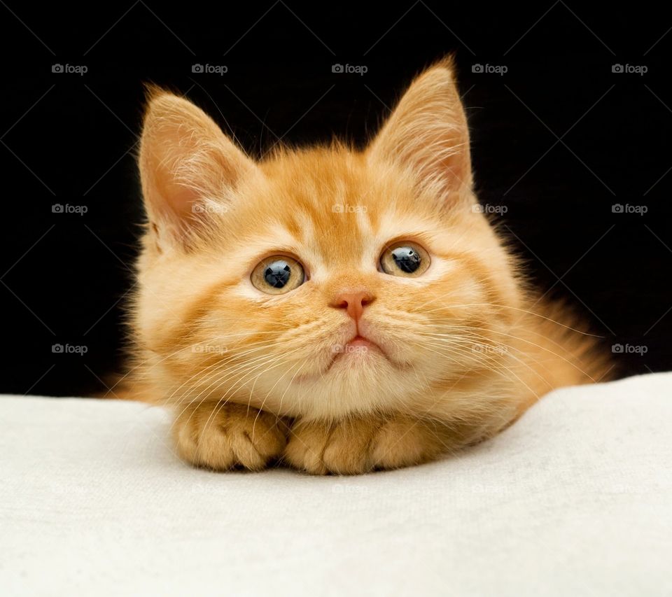 Cat, Cute, Kitten, Pet, Animal