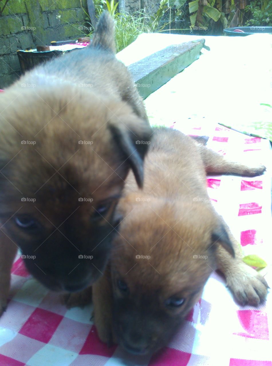 siblings love - puppy love