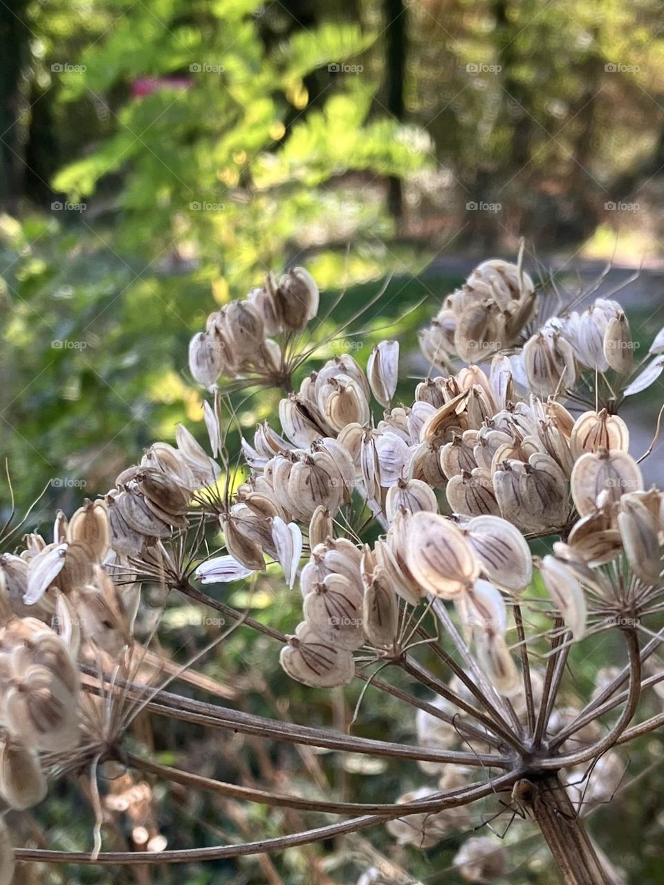 From flowers to seeds