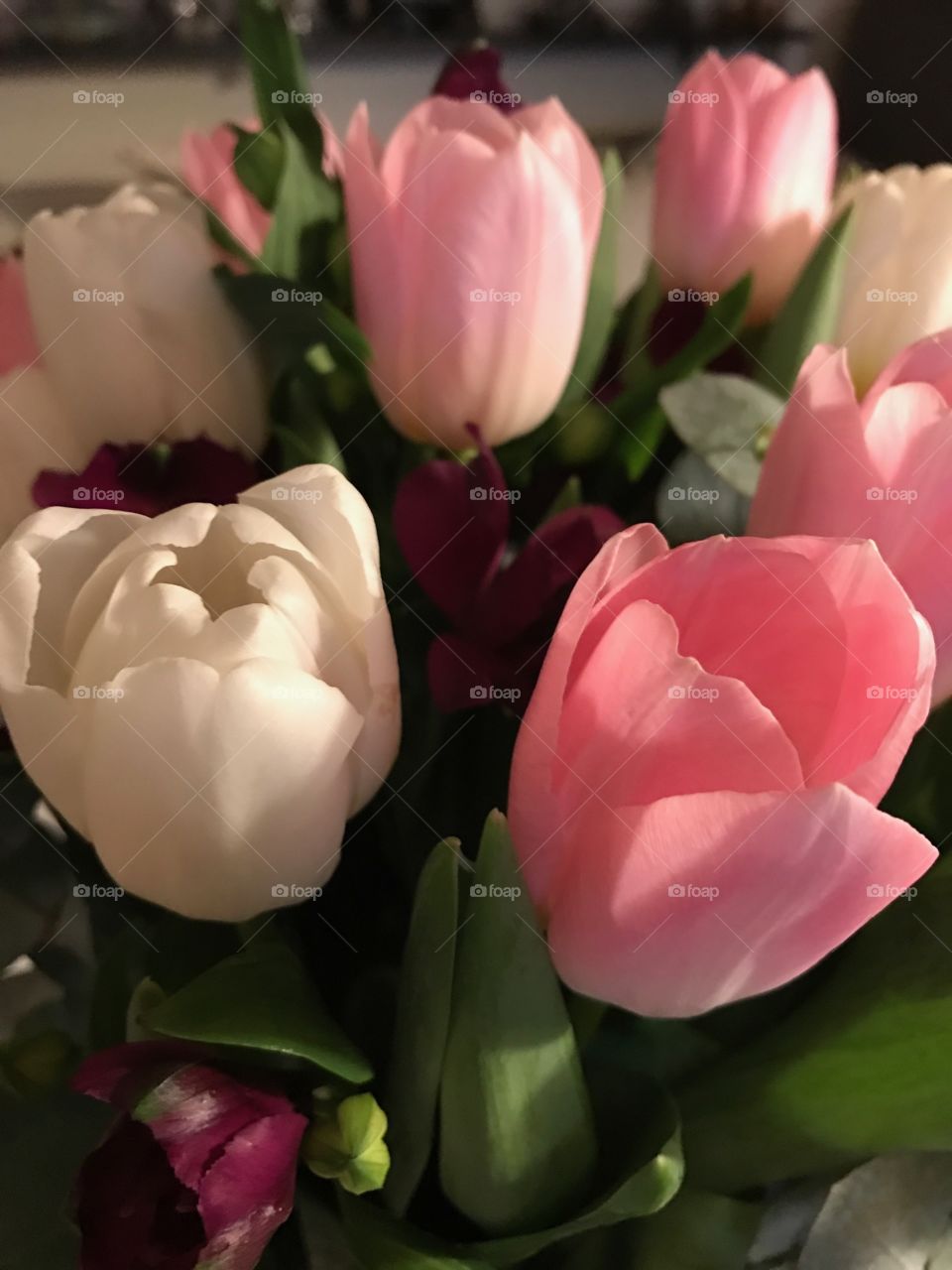 No Person, Love, Flower, Nature, Tulip