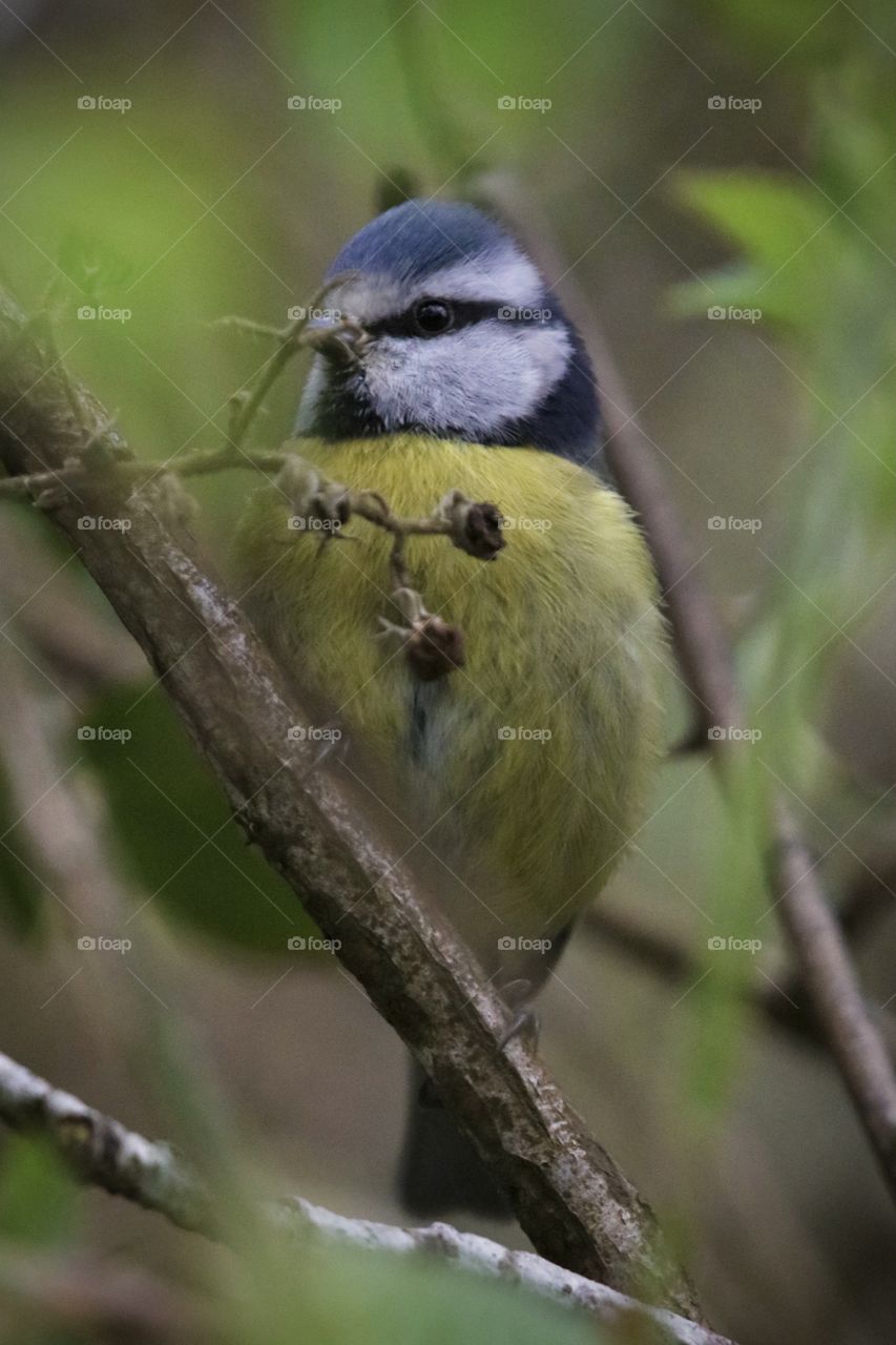 Blue tit