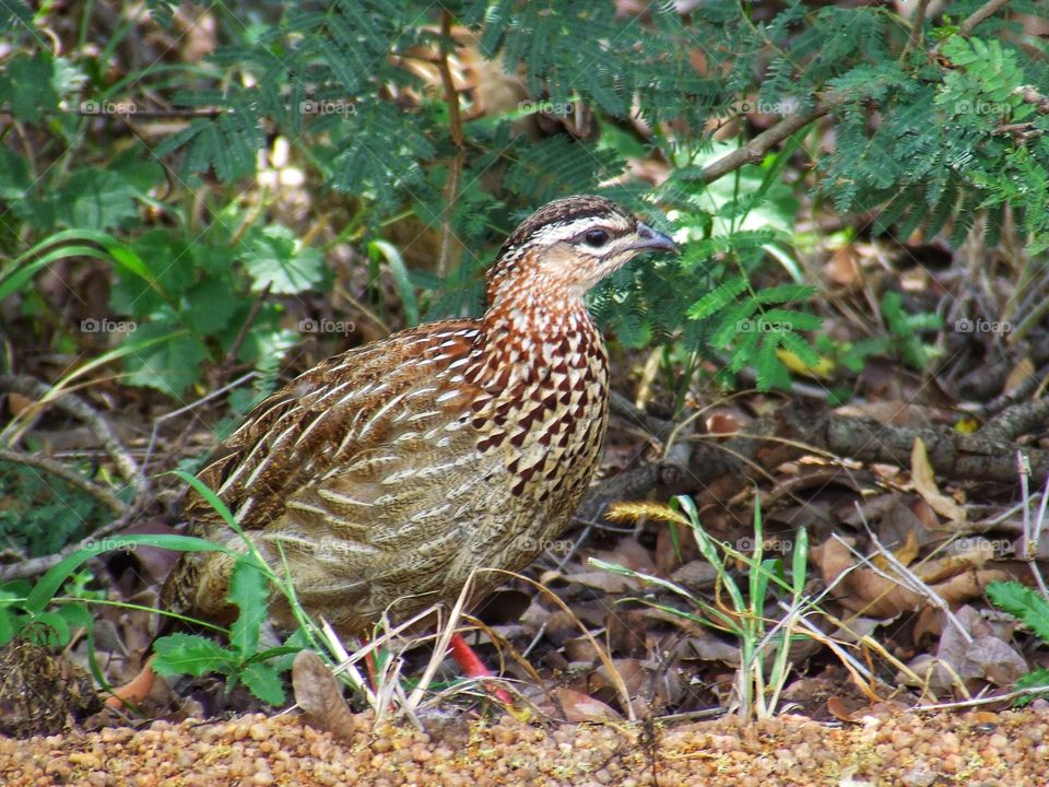 Pheasant
