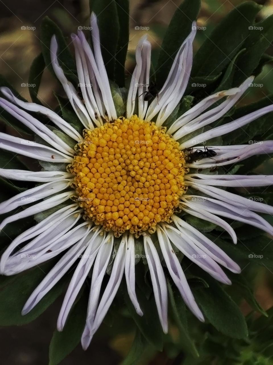 Macro photo of a summer plants