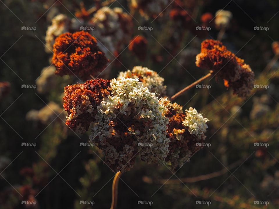 Golden Hour Blooms