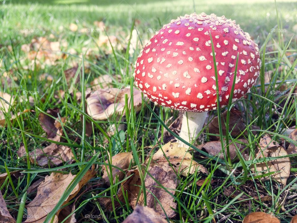Urban Amanita, who grew up on the lawn in front of the house in Hamburg