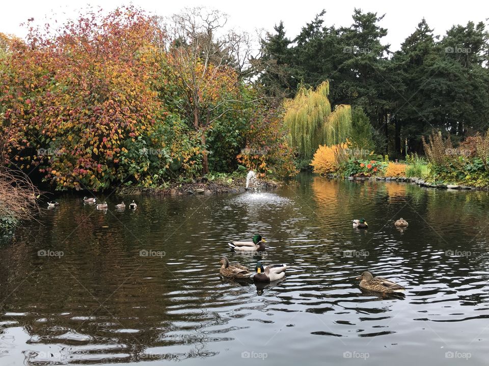 Enjoying all the colors of fall in Beacon Hill Park