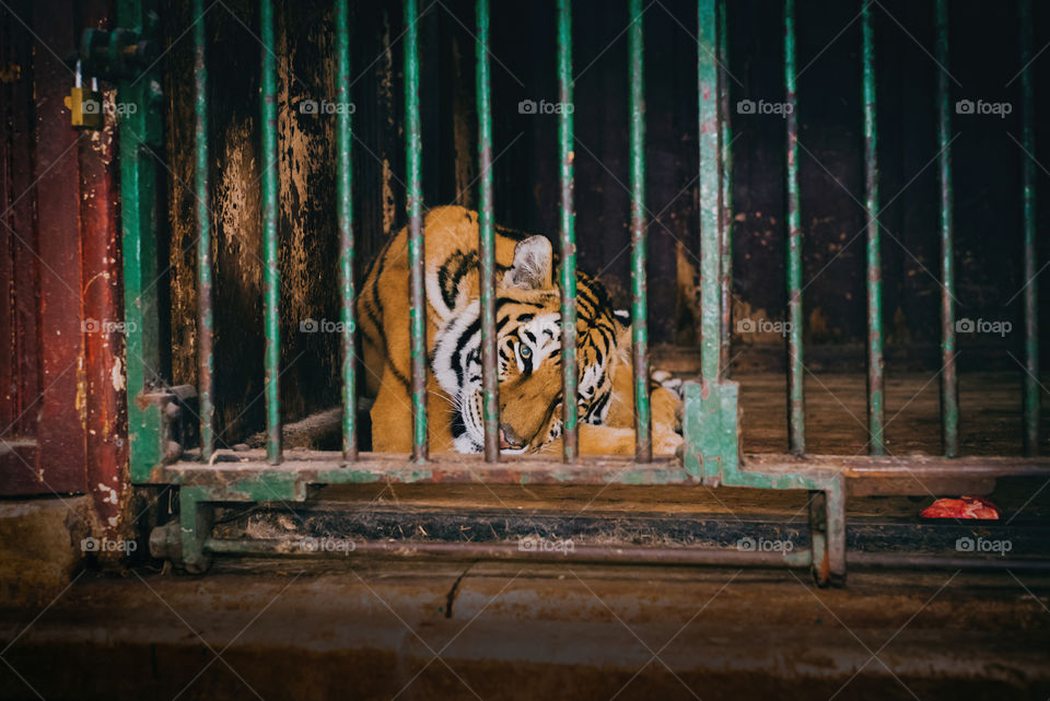 tiger animals zoo home fence wild sad sleep sleeping relax relaxing weekend picnic Egypt cairo town eyes color green lovely ranking top wondering life