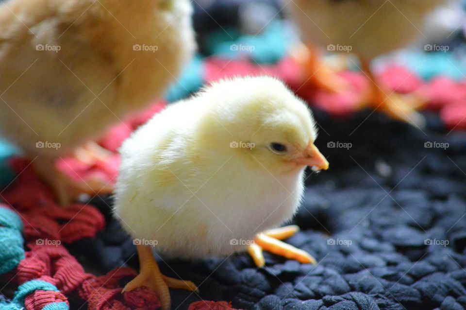 fluffy chick