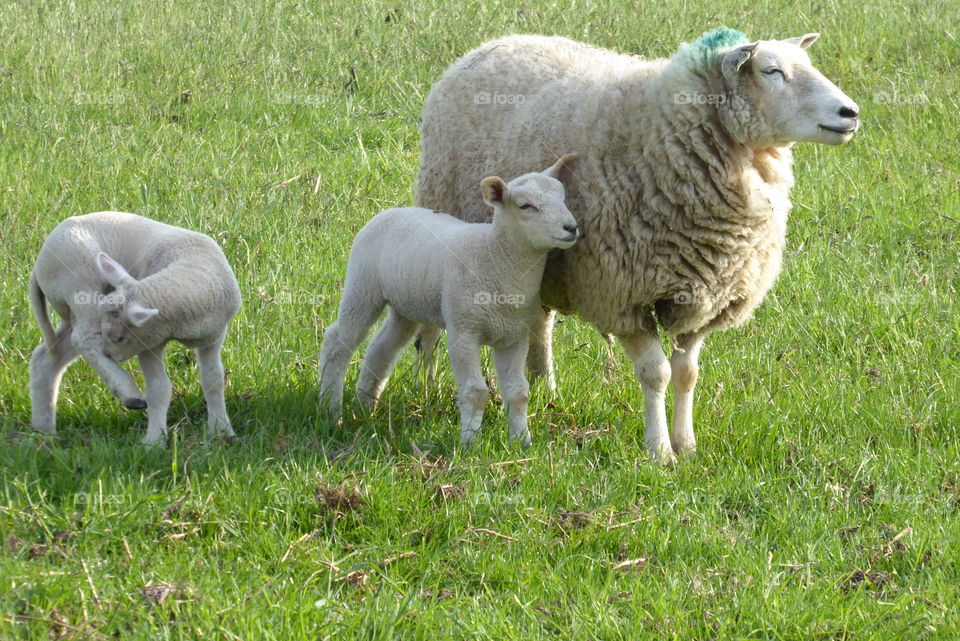 Cute lamb close to mom 